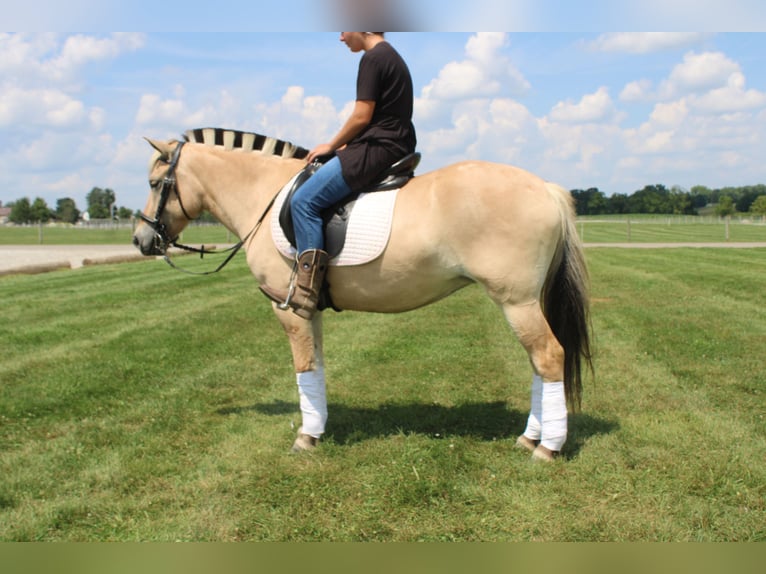 Fjord Merrie 5 Jaar 147 cm Buckskin in Millersburg