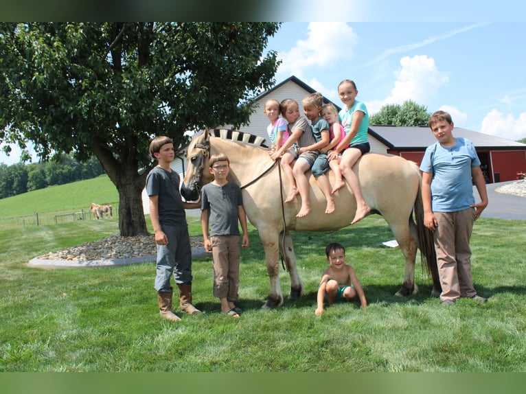 Fjord Merrie 5 Jaar 147 cm Buckskin in Millersburg