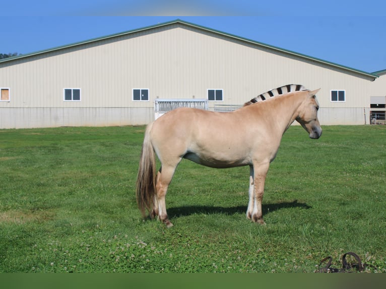 Fjord Merrie 5 Jaar 147 cm Buckskin in Millersburg