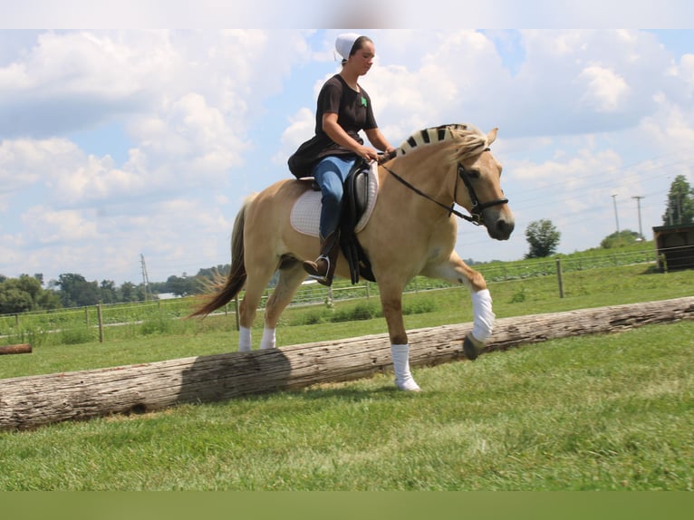 Fjord Merrie 5 Jaar 147 cm Buckskin in Millersburg