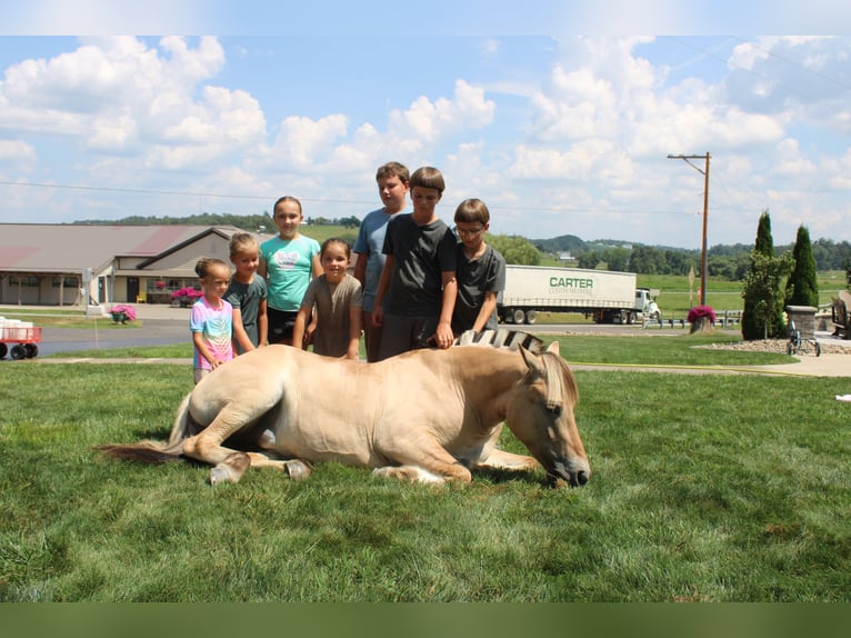 Fjord Merrie 5 Jaar 147 cm Buckskin in Millersburg
