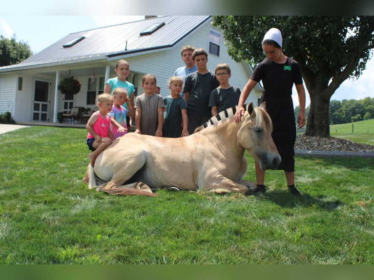 Fjord Merrie 5 Jaar 147 cm Buckskin in Millersburg