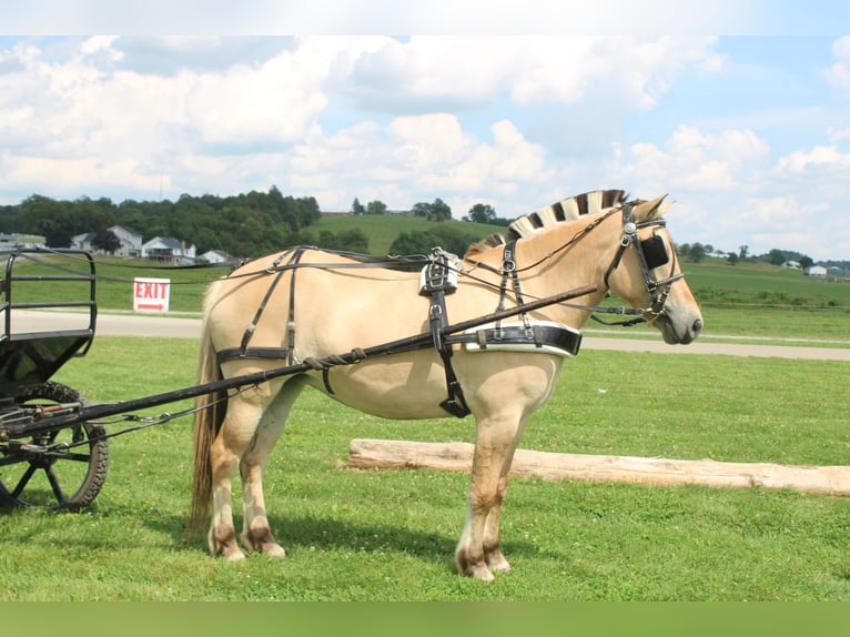 Fjord Merrie 5 Jaar 147 cm Buckskin in Millersburg