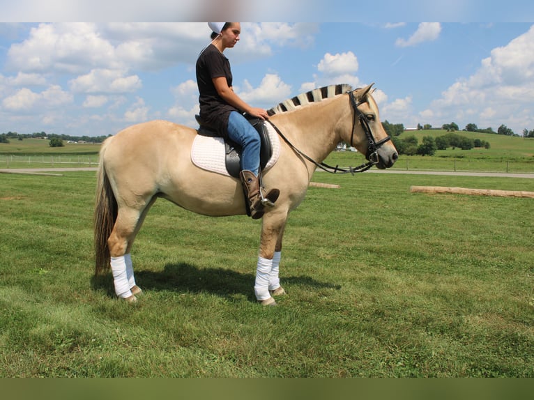 Fjord Merrie 5 Jaar 147 cm Buckskin in Millersburg