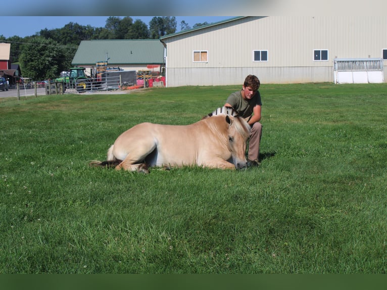 Fjord Merrie 5 Jaar 147 cm Buckskin in Millersburg
