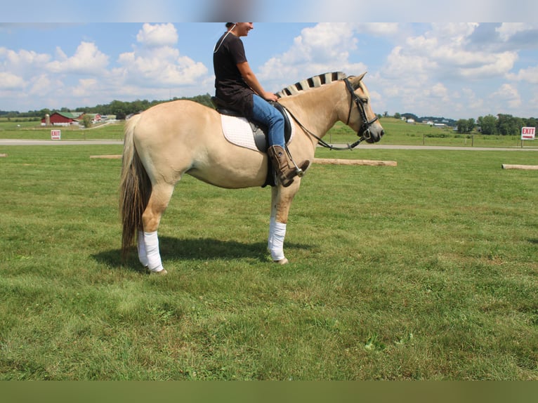 Fjord Merrie 5 Jaar 147 cm Buckskin in Millersburg