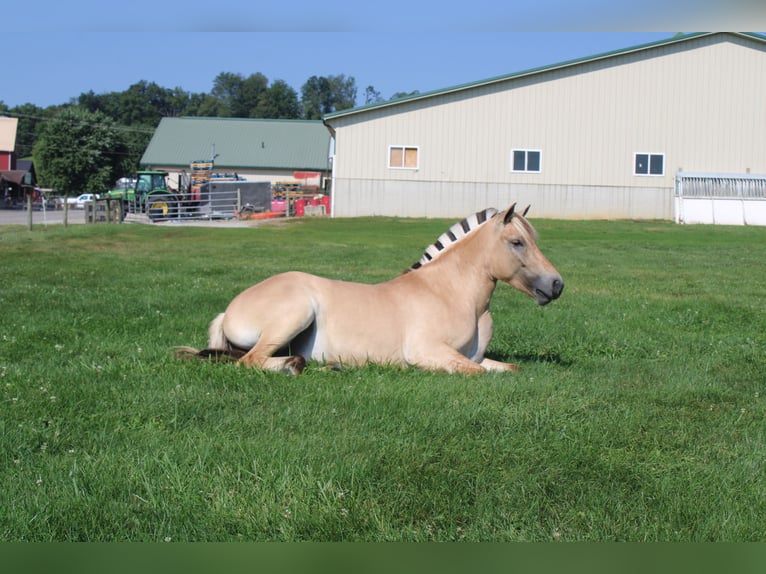 Fjord Merrie 5 Jaar 147 cm Buckskin in Millersburg