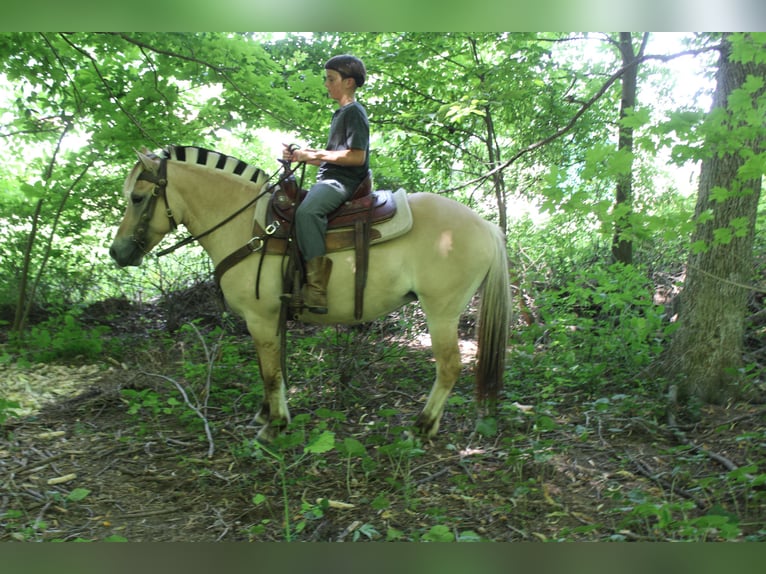 Fjord Merrie 5 Jaar 147 cm Buckskin in Millersburg