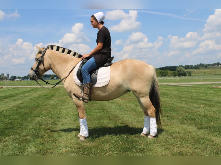Fjord Merrie 5 Jaar 147 cm Buckskin in Millersburg