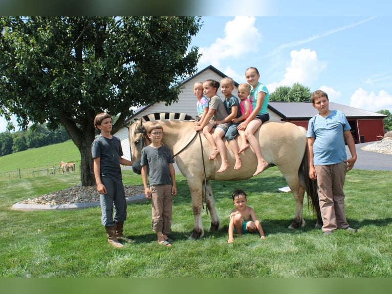 Fjord Merrie 5 Jaar 147 cm Buckskin in Millersburg