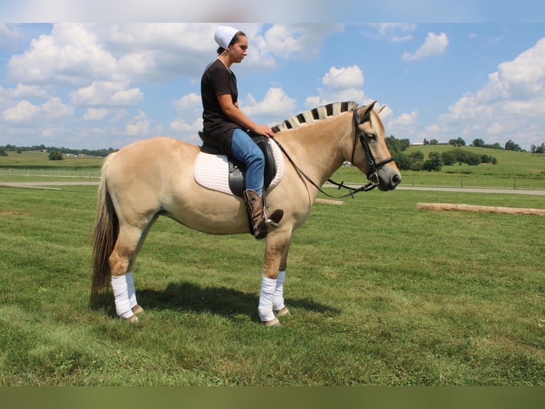 Fjord Merrie 5 Jaar 147 cm Buckskin in Millersburg
