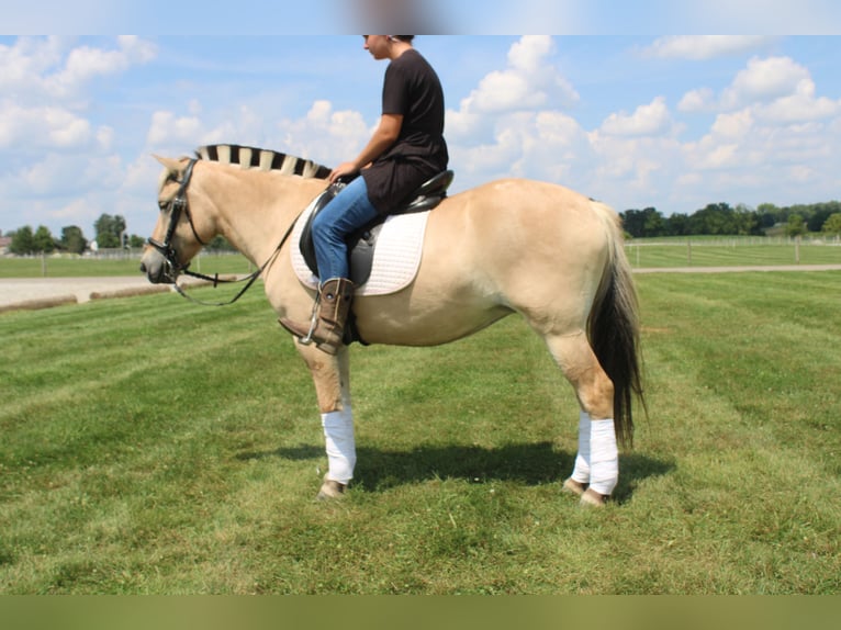 Fjord Merrie 5 Jaar 147 cm Buckskin in Millersburg