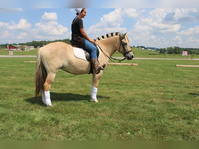 Fjord Merrie 5 Jaar 147 cm Buckskin in Millersburg