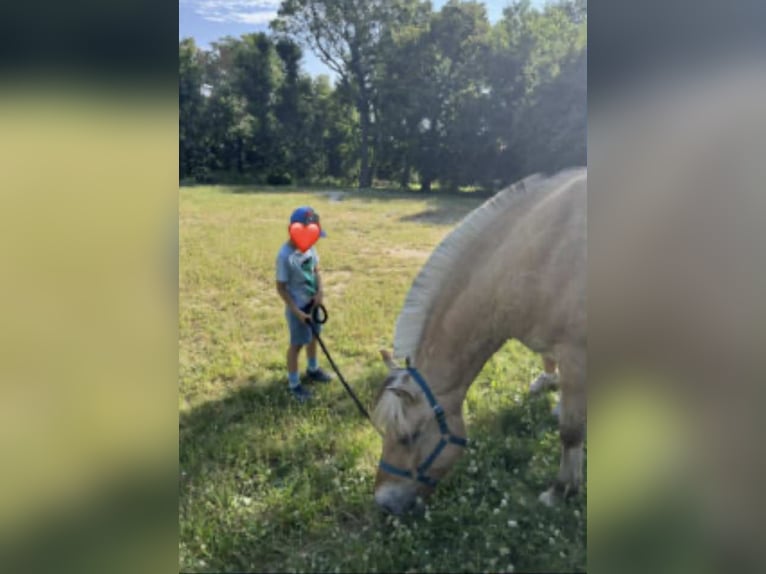 Fjord Merrie 6 Jaar 146 cm Donkere-vos in Iszkaszentgy&#xF6;rgy