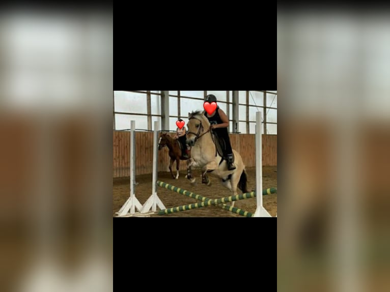 Fjord Merrie 6 Jaar 146 cm Donkere-vos in Iszkaszentgy&#xF6;rgy