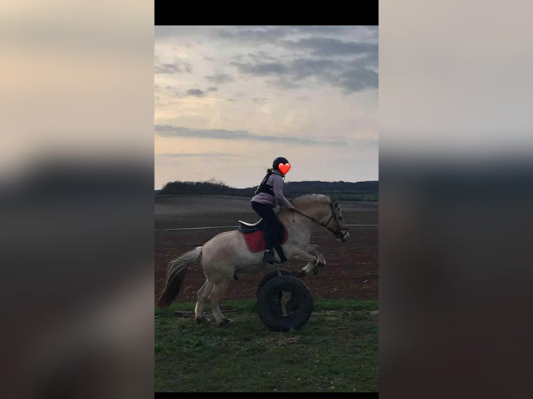 Fjord Merrie 6 Jaar 146 cm Donkere-vos in Iszkaszentgy&#xF6;rgy