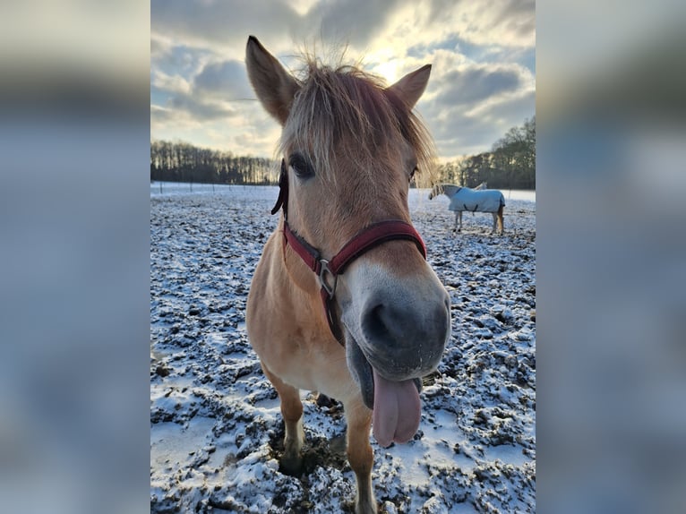 Fjord Merrie 6 Jaar 148 cm  in Herveld