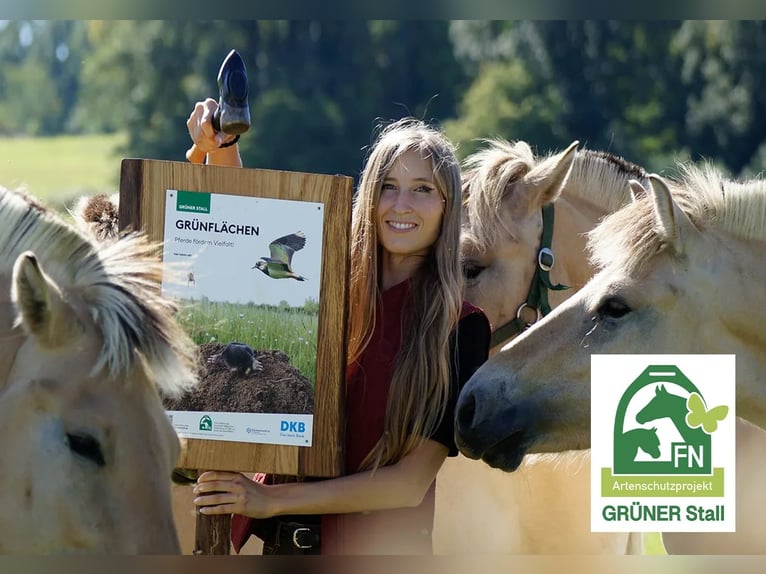 Fjord Merrie 6 Jaar in Liebstadt