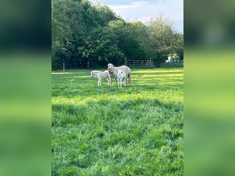 Fjord Merrie 7 Jaar 140 cm Roodbruin in Hijken