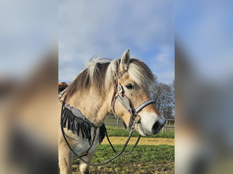 Fjord Merrie 7 Jaar 149 cm Falbe in Linkenbach