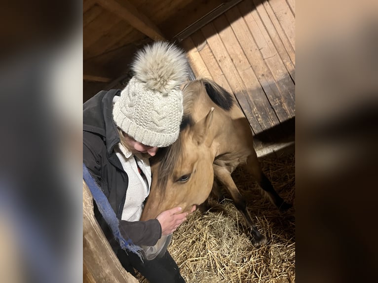 Fjord Merrie 8 Jaar 140 cm Falbe in Klausen-Leopoldsdorf