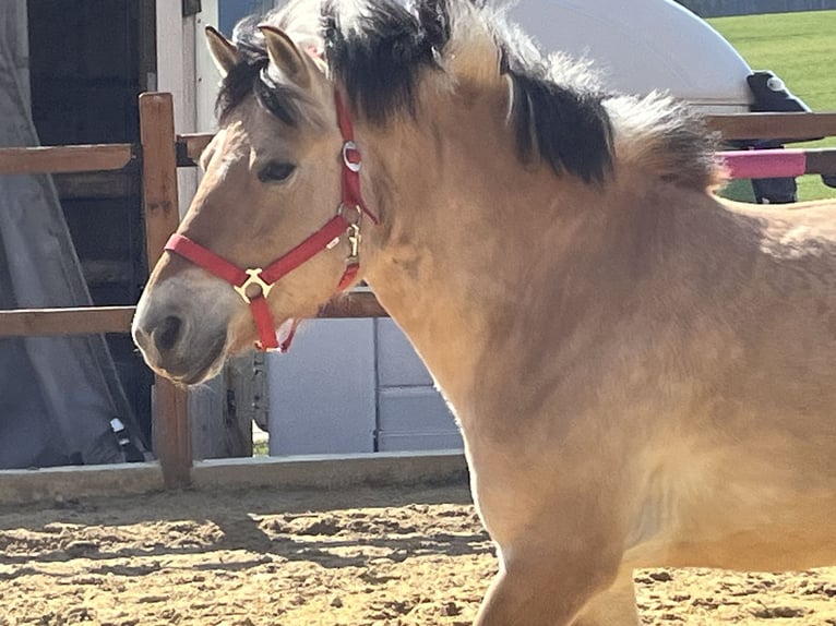 Fjord Merrie 9 Jaar 140 cm Falbe in Ursensollen