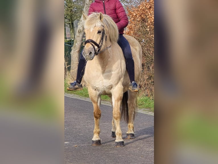Fjord Merrie 9 Jaar 140 cm Falbe in Wegberg