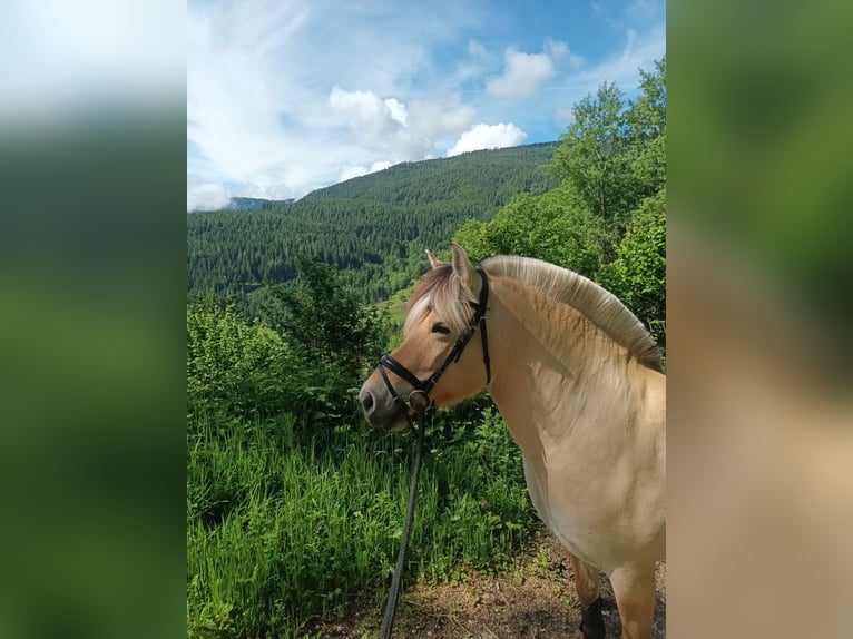 Fjord Merrie 9 Jaar 148 cm Falbe in Sirnitz