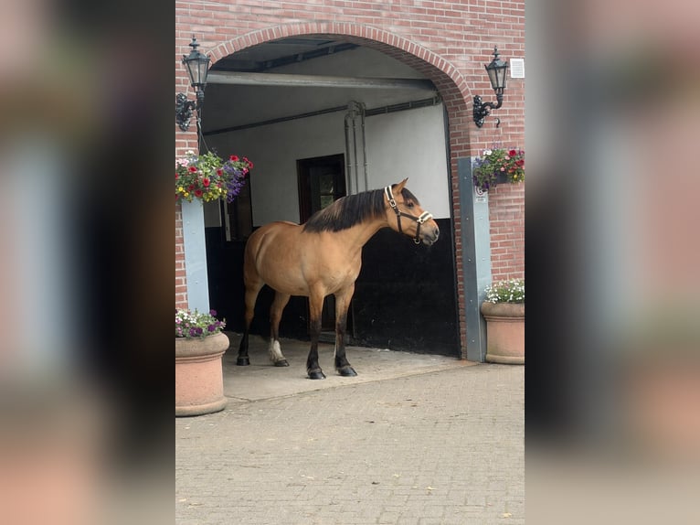 Fjord Merrie 9 Jaar 154 cm Lichtbruin in Someren