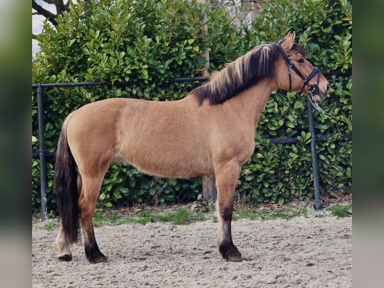 Fjord Merrie 9 Jaar 160 cm Falbe in Someren