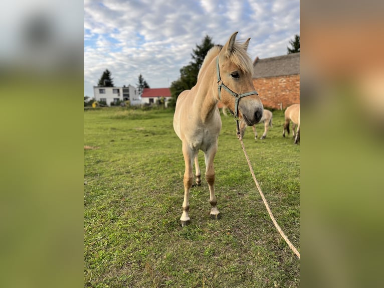 Fjord Merrie Veulen (08/2026) Falbe in Kębłowo