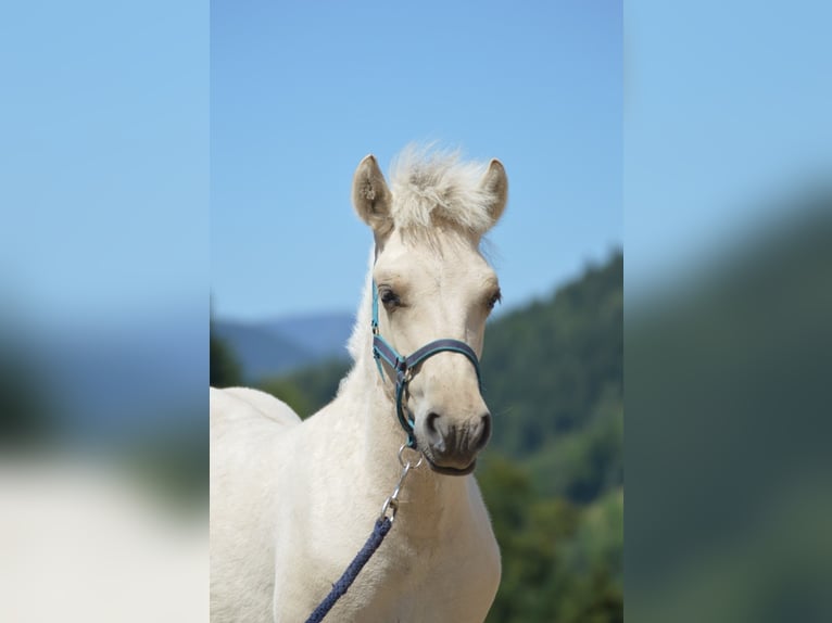 Fjord Onbekend Veulen (04/2026) Falbe in Gratwein-Straßengel