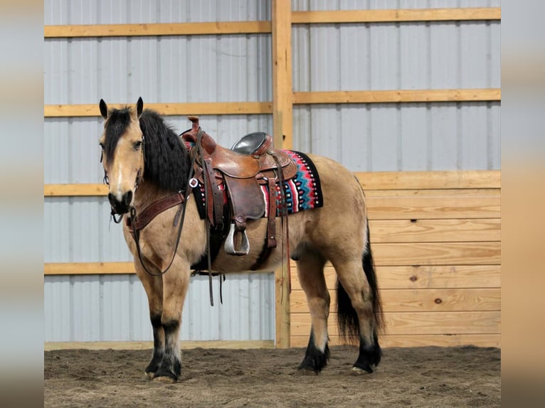 Fjord Mix Ruin 12 Jaar 140 cm Buckskin in Rebersburg