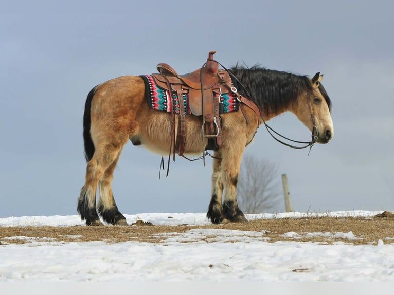 Fjord Mix Ruin 13 Jaar 137 cm Buckskin in Rebersburg