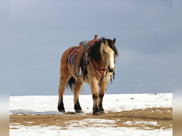 Fjord Mix Ruin 13 Jaar 137 cm Buckskin in Rebersburg
