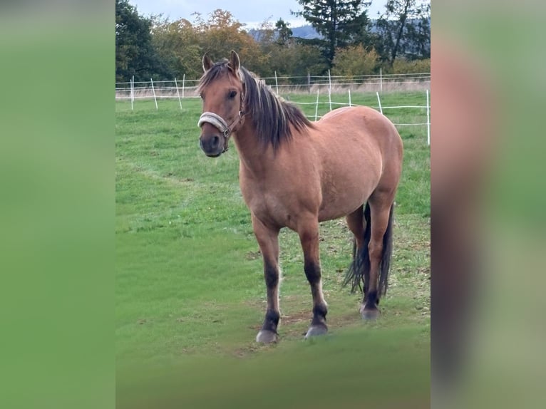 Fjord Mix Ruin 13 Jaar 142 cm Falbe in Schuld
