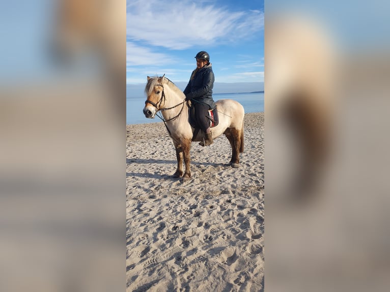 Fjord Ruin 13 Jaar 144 cm Buckskin in Timmendorfer Strand