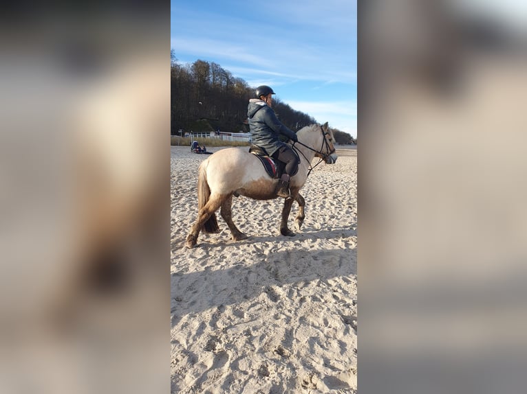 Fjord Ruin 13 Jaar 144 cm Buckskin in Timmendorfer Strand