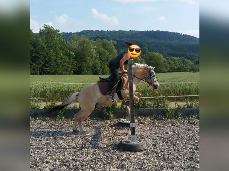 Fjord Ruin 13 Jaar 144 cm in D&#xFC;rnau