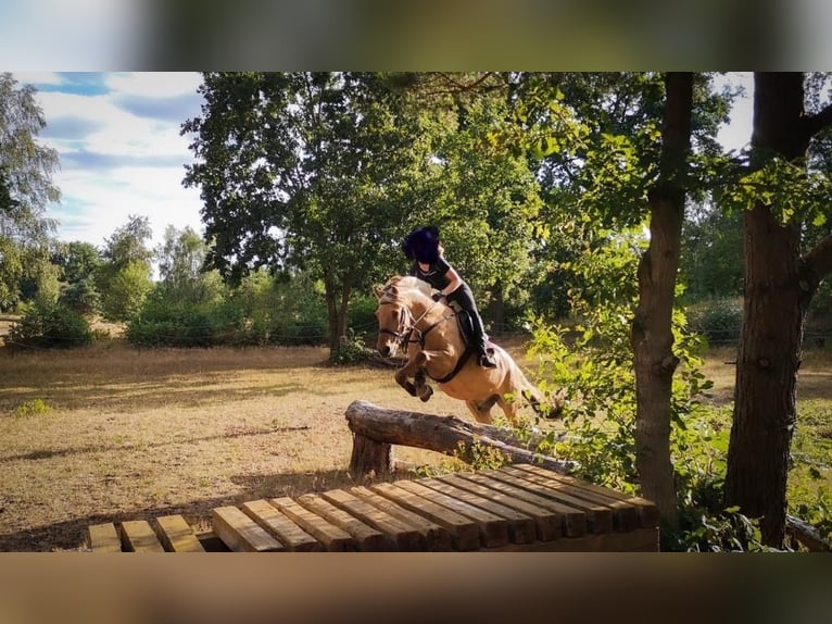 Fjord Ruin 14 Jaar 146 cm Falbe in Pinneberg