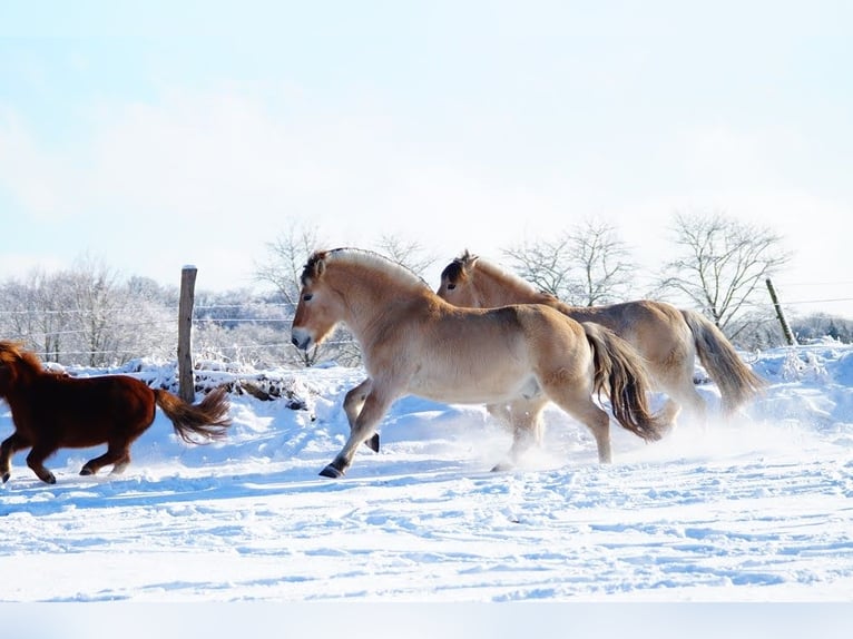 Fjord Ruin 14 Jaar 147 cm Falbe in Remscheid