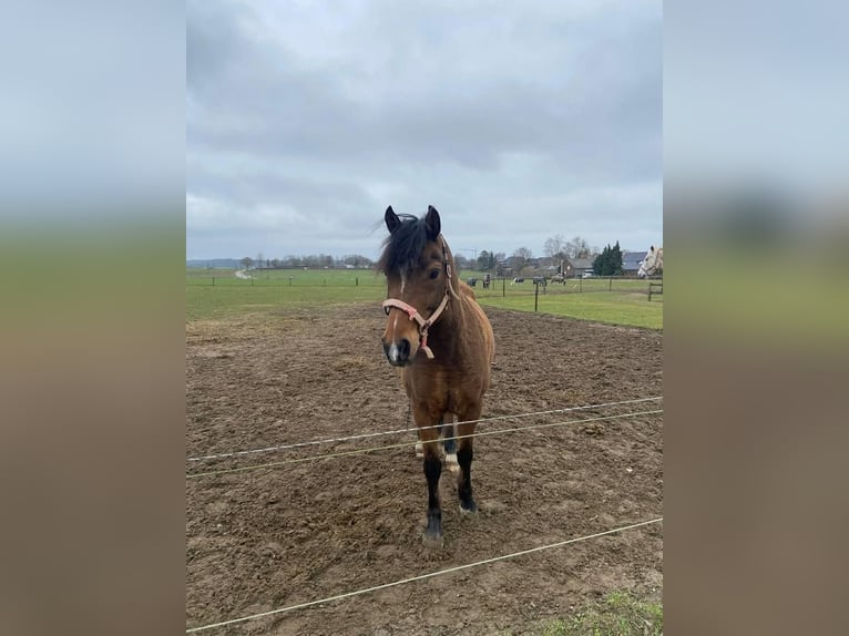 Fjord Mix Ruin 14 Jaar 153 cm  in Maastricht