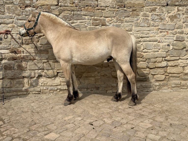Fjord Ruin 2 Jaar 155 cm Falbe in Gerbstedt