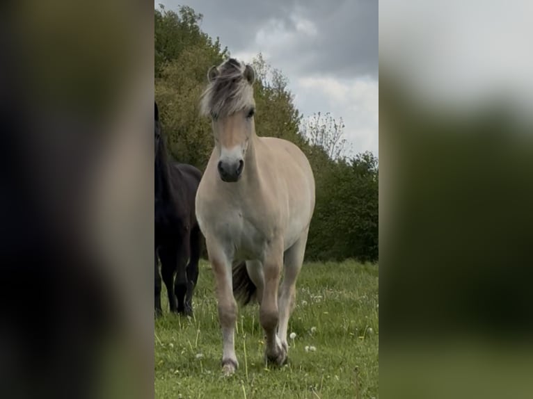 Fjord Ruin 2 Jaar Falbe in Ulsnis