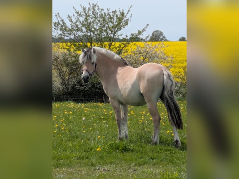 Fjord Ruin 2 Jaar Falbe in Ulsnis