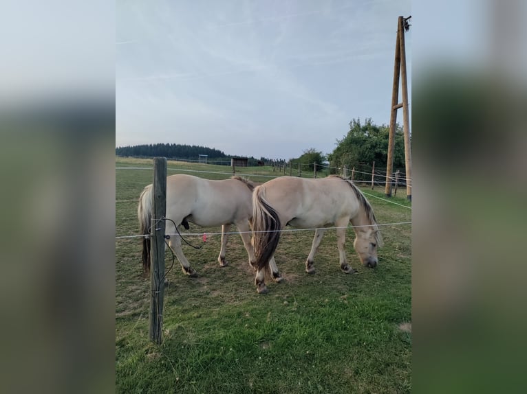 Fjord Ruin 2 Jaar Falbe in Boos