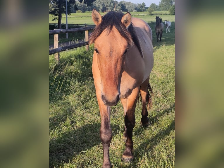 Fjord Mix Ruin 2 Jaar Falbe in Giesbeek