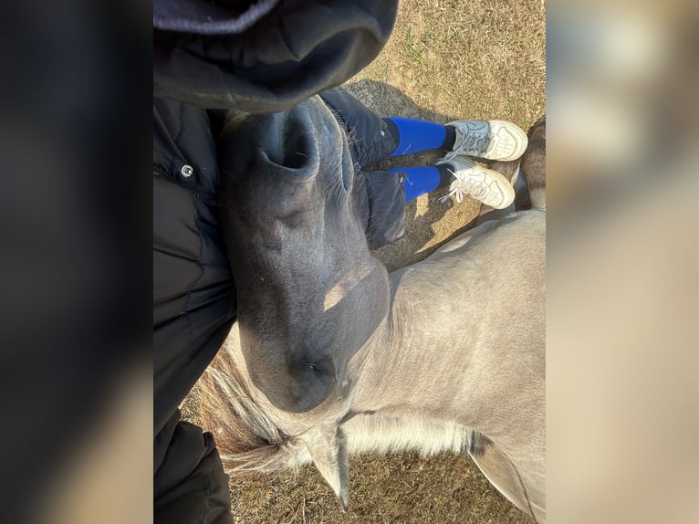 Fjord Ruin 3 Jaar 147 cm Falbe in D&#xF6;llen