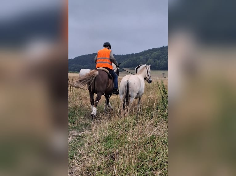 Fjord Ruin 3 Jaar 150 cm Falbe in Sinntal