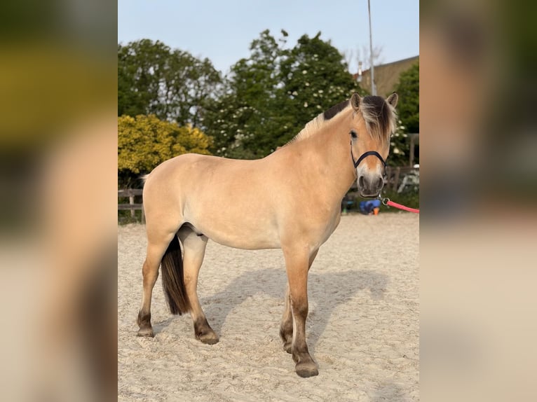 Fjord Ruin 3 Jaar 150 cm Palomino in rockanje
